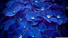 Flowers hydrangea macro blue flowers Plants