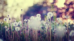 Flowers lights dandelion bokeh Plants