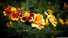 Flowers marigolds nature Plants