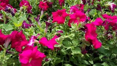 Flowers pink flowers petunias