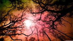 forest Trees worm's eye view pink nature colorful bottom view