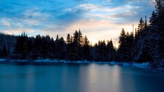 forest winter nature water landscape pine trees frozen lake snow