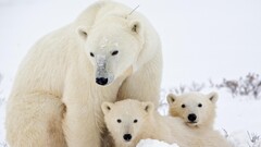 global warming Arctic Polar Bears Animals