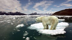 global warming Bears Animals