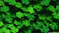 Green Clovers leaves nature Plants