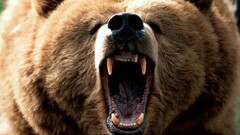 grizzly bears roar Bears Animals frontal view