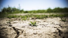 ground Plants dry grass