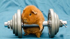 guinea pigs humor dumbells Animals