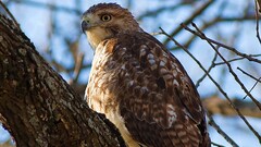 hawk (animal) Animals Birds