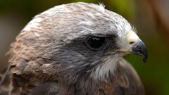 hawk (animal) Animals Birds