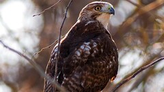 hawk (animal) Animals Birds