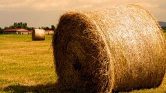 hay field farm sunlight yellow bright lights sunset grass