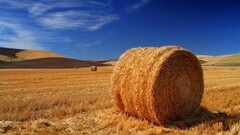 haystacks landscape field