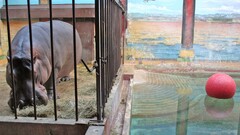 hippos cages Animals
