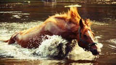 horse water river Animals in water brown splashes