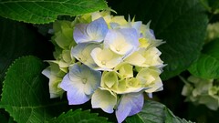 hydrangea leaves Flowers Plants