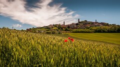 Italy Piemont field wheat Flowers red flowers Plants