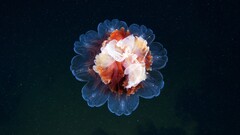 jellyfish Sea Life Animals underwater