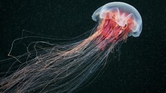 jellyfish Sea Life nature Sea Animals underwater