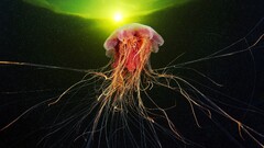 jellyfish Sea Life underwater Animals