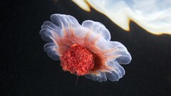 jellyfish Sea Life underwater Animals