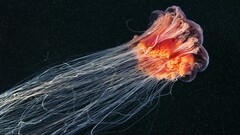 jellyfish Sea Life underwater Animals