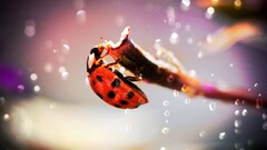 ladybugs bokeh twigs macro insect Animals