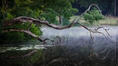 Lake river water reflection nature branch dead trees