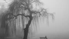 landscape alone Men Trees nature monochrome bench mist People