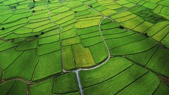 landscape field Agro (Plants) Green aerial view farm