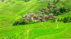 landscape nature field terraced field China