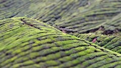 landscape tea plant Agro (Plants)