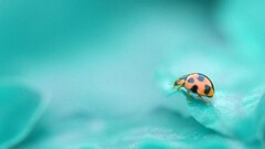 leaves ladybugs Animals insect cyan