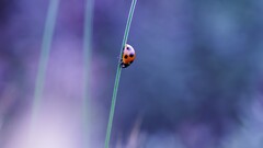 macro insect ladybugs nature