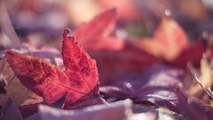 macro leaves red leaves bokeh