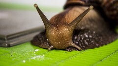 macro snail Animals