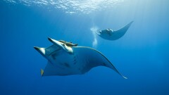 manta rays Animals fish underwater