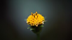marigolds Plants Flowers yellow flowers Simple Background