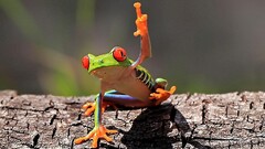 middle finger frog amphibian red eyed tree frogs Animals
