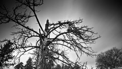 monochrome Trees nature dead trees gloomy