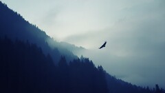 Mountains Trees Minimalism landscape nature Birds forest eagle