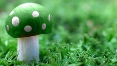 mushroom Green video games macro grass 1 up