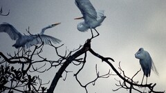 national geographic cranes (bird) Birds branch