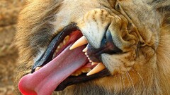 national geographic lion tongues Animals
