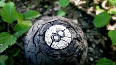 nature 8 Ball decay