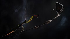 nature Animals insect Praying Mantis butterfly dark mantis