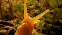 nature Animals snail