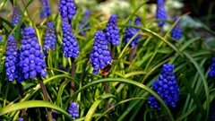 nature bees Flowers muscari blue flowers