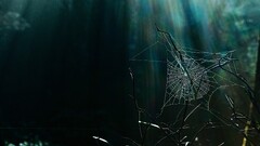 nature branch spiderwebs sun rays