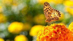 nature butterfly marigolds insect Animals Flowers